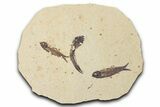 Fossil Fish (Knightia) Mortality Plate - Wyoming #339047-1